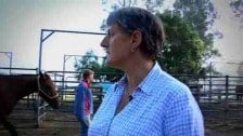 A husband for horses