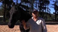 Horses in Showbiz – Part Two