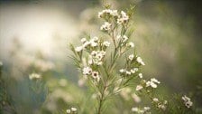 Western Sydney Institute: Leading the way in Environmental Sustainability