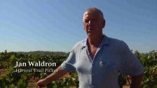 Ian Waldron – Harvest Trail Picker