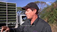 Carl Walker – Capsicum Grower, Phantom Produce (3)