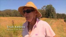 Trish Awdren – Harvest Trail Picker