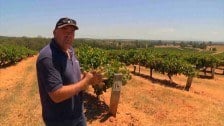 Andrew Pengilly Talks Grapes