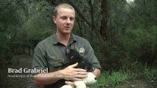 Making Furry Friends at The Australian Reptile Park, Central Coast NSW