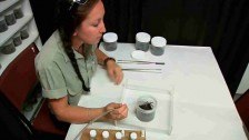 Milking spider venom at The Australian Reptile Park, Central Coast NSW