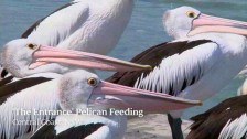 ‘The Entrance’ Pelican Feeding