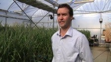 Wheat Research at CSIRO