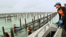 Oyster Farming in the Eyre Peninsula