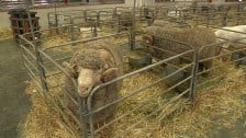 AWEX Woolclassing Competition at The Royal Easter Show 2013