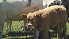 Food for Thought – A look at Cattle Farm Management