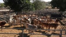 Dairy Farming at Hunter River High